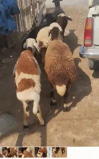 طوقلی بروجردی