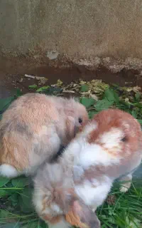 خرگوش لوپ