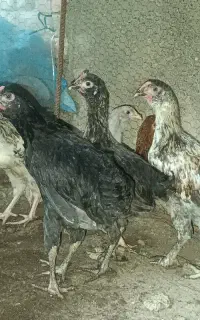 جوجه خروس گلین