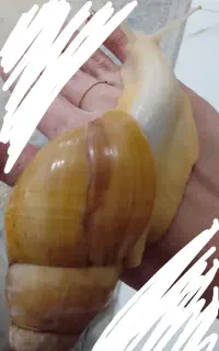 حلزون پرورشی سوپرمولد