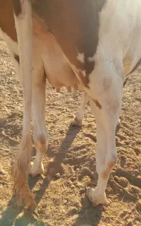 یک عدد گاو شیر نزدیک زا