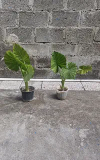 گل بابا آدم