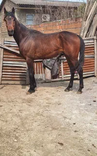 اسب دوخون نریان