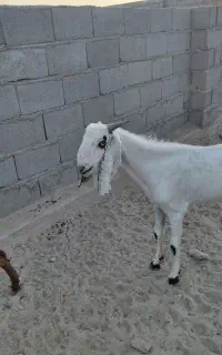 تروشت نسل دار سه تایی