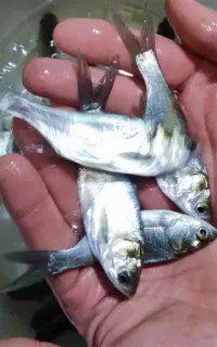 بچه ماهی فتوفاک و بیهکت 30تا 40گرم تعداد محدود