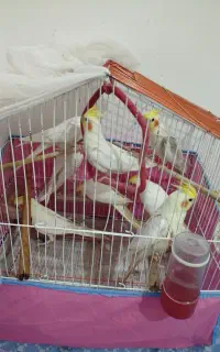 پرنده سالم