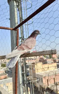 دو عدد طوقی سرول صید شده اویناق اوچان