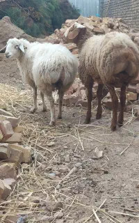 بر.ه نر
