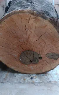 تنه گردو