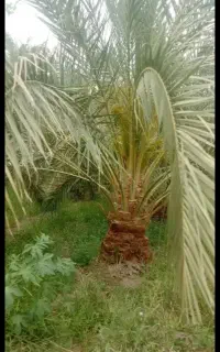 باغداری بصورت انسبا و ماهیانه با سه سال سابقه کار