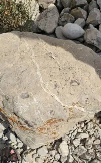 سنگ . فسیل