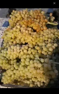 انگور کشمشی و..