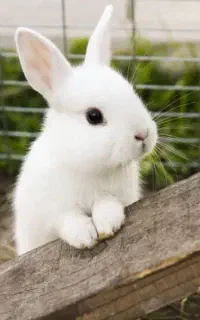 خرگوش های بانمک