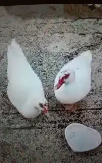 دوعددغازاسرایلی