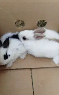 بچه خرگوش