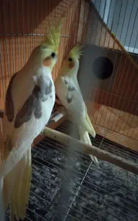 عروس هلندی دوکت