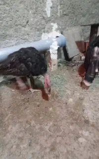 جوجه بوقلمون برنز