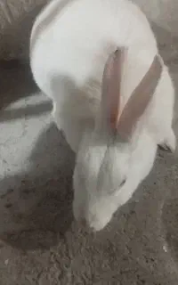 فروش خرگوش