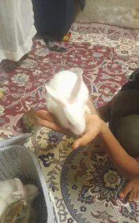 خرگوش