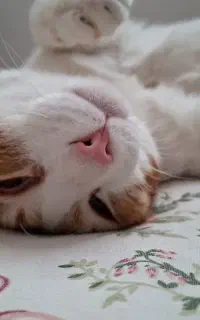 حیوان خانگی