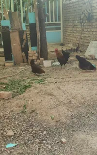 مرغ و جوجه
