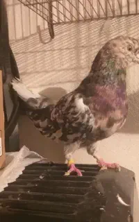 گمشده