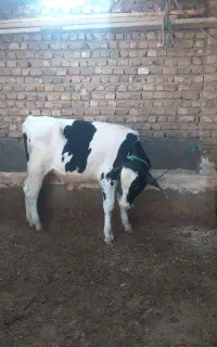 گوساله نر