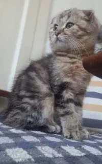اسکاتیش بلک گلد