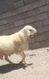 قوچ فروشی