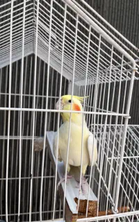 عروس هلندی نر و ماده