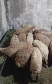13راس بره شیرمست 3عدد نر 11عدد ماده دونه ای 16800