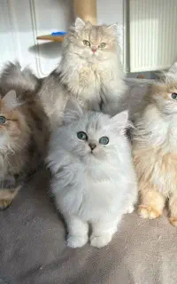 شهر گربه بریتیش لانگ هیر کیفیت بینظیر