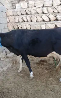 گاو گوساله
