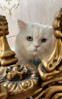 گربه پرشین نر