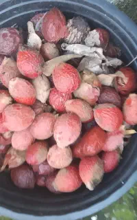بذر سیکاس
