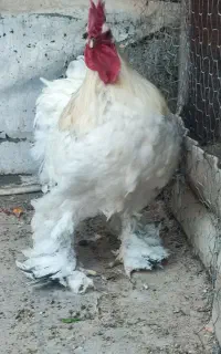 خروس برهما