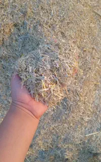 کاه