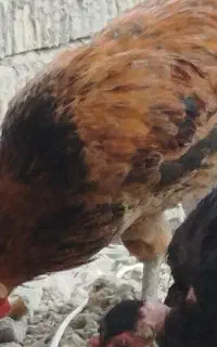معاوضه خروس با مرغ