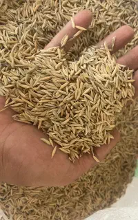شالی بذری فجر سوزنی ۹۰ روزه