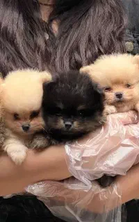 پامر دوسر خرسی بو فیس اصل