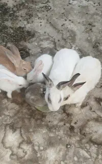 خرگوش نرو ماده و بچه