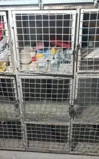 جفت کن کبوتر ،قفس