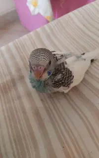 جوجه سرلاکی مرغ عشق اسپانگل آبی
