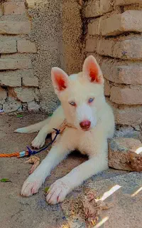 توله هاسکی سفید چشم یخی