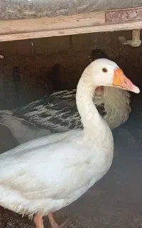 دوتا جوجه غاز 5ماهه سالم سرحال