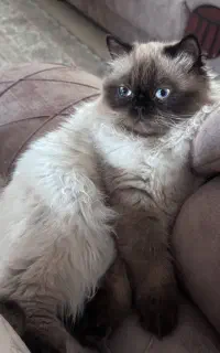 پرشین یکساله