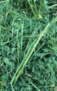 کاه یونجه دیم شاجهان