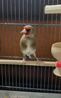 سهره کرمونی