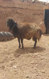 قوچ هترو