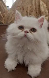 واگداری رایگان ۲عددگربه پرشین